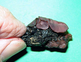 Ascocoryne cylichnium